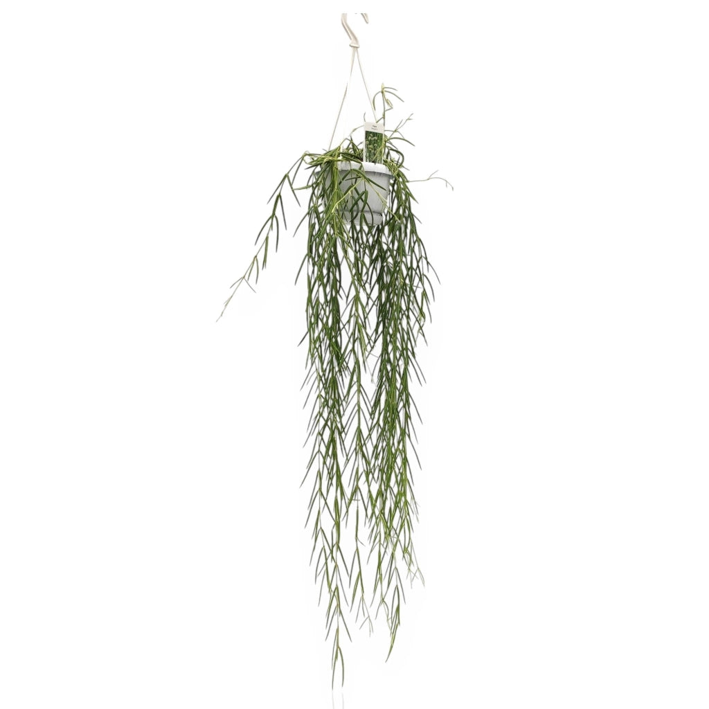 Gardenaria Hoya linearis - Pianta da interno ornamentale Altezza: 40 cm (vaso 12)