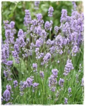 Lavandula dentata in vaso 18 – lavanda ornamentale sempreverde