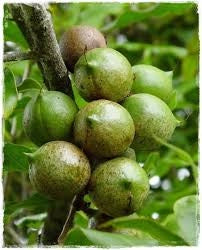 Pianta NOCE DEL QUEENSLAND Noce Macadamia foto reali H 120cm