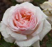 ROSA ANDRE’ LE NOTRE® Meiceppus