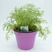 Aneto in Vaso 14 cm – Altezza 20 cm, Pianta Aromatica
