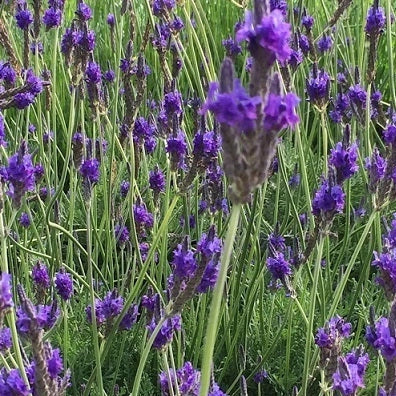 Lavandula pinnata in vaso 24 – lavanda ornamentale profumata