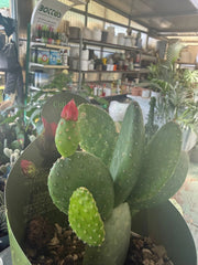 Opuntia inamoena vaso 14 cm – Cactus ornamentale