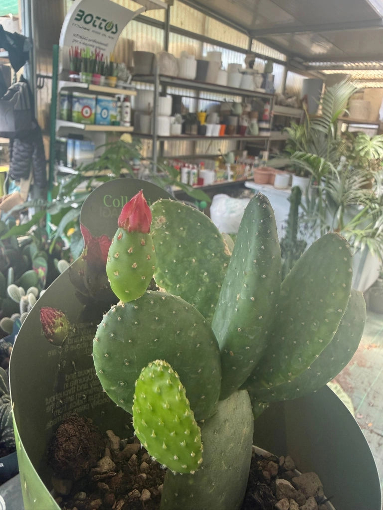 Opuntia inamoena vaso 14 cm – Cactus ornamentale