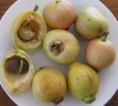 Syzygium jambos (Melarosa)