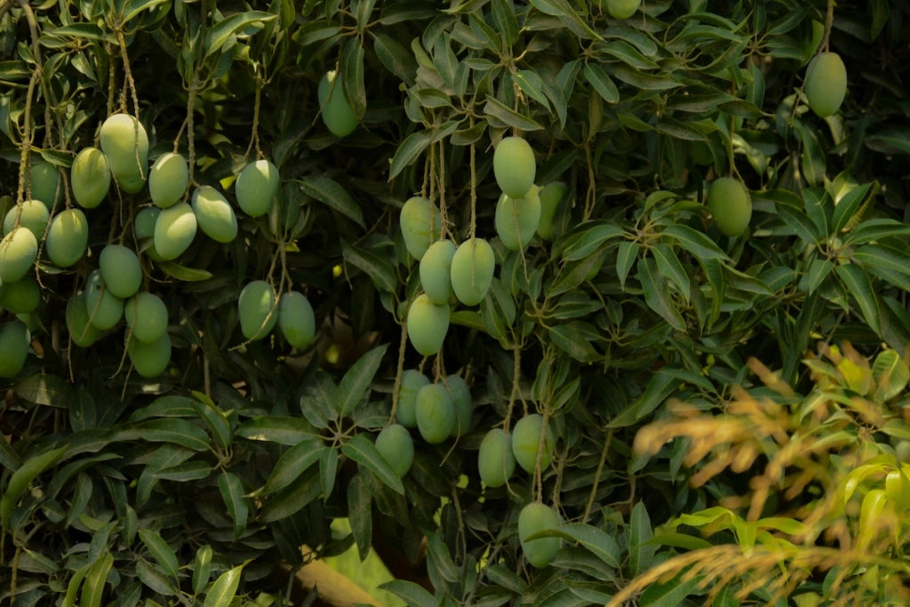 Pianta di Mango Lemon Zest – Varietà Tropicale dal Sapore Agrumato