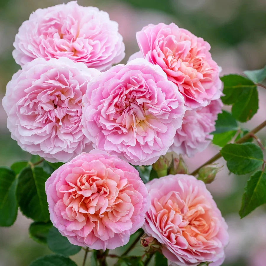 Gardenaria Rosa 'Eustacia Vye' - Rosa da giardino Altezza: 40/50 cm (vaso20)
