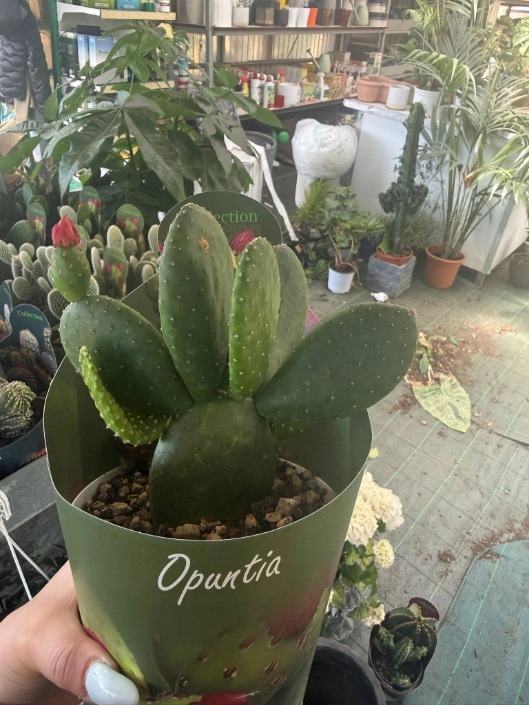 Opuntia inamoena vaso 14 cm – Cactus ornamentale