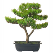 Pianta artificiale in vaso verde e nero Materiale sintetico 37 cm Bonsai Accessorio decorativo per interni