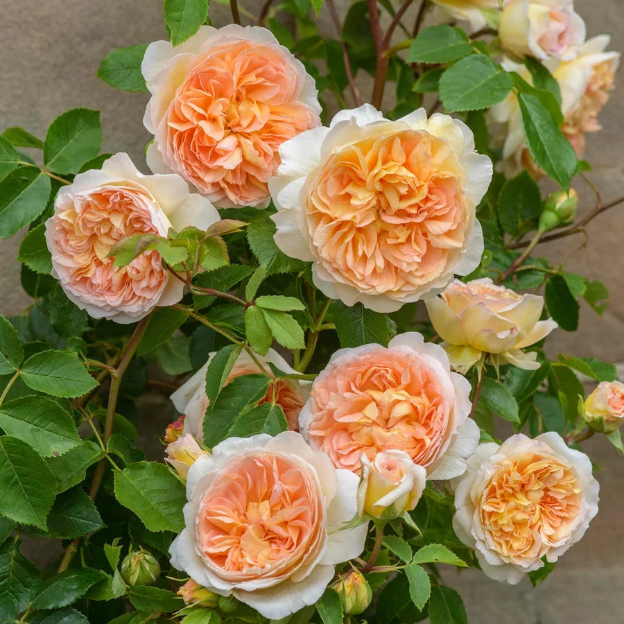 Gardenaria Rosa 'Bathsheba' - Rosa da giardino Altezza: 40/50 cm (vaso20)