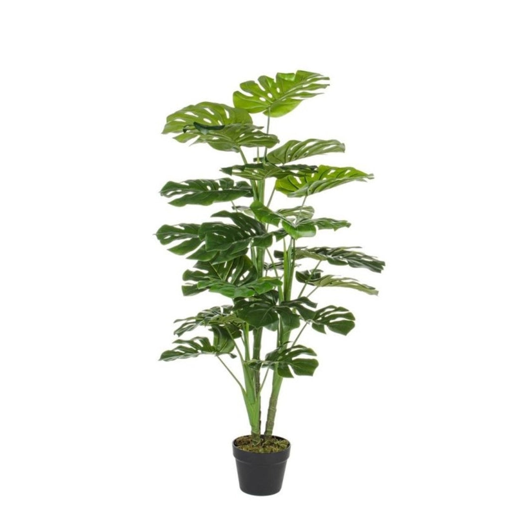 Pianta filodendro c-vaso 23foglie h - 120cm
