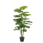 Pianta filodendro c-vaso 23foglie h - 120cm