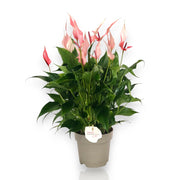 Gardenaria Anthurium 'Lilli' - Pianta da interno ornamentale Altezza: 40 cm (vaso 14)