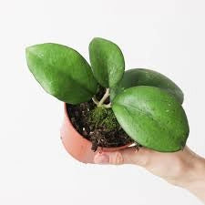 Hoya Overing Joy Pianta Tropicale Rara da Collezione Vaso 12 cm