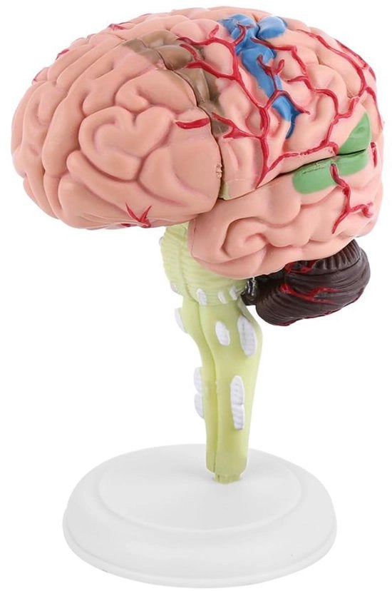 Modello Educativo Anatomico del Cervello Demontabile a 8 Pezzi - Cervello in Plastica Leggero - Modello del Cervello Interattivo - Assemblaggio Realistico - Modello del Cervello Demontabile 8 Pezzi