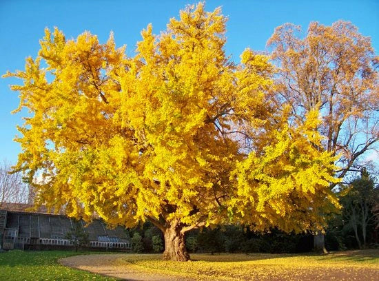 Pianta di Ginkgo biloba vaso 18cm foto reali H 70cm