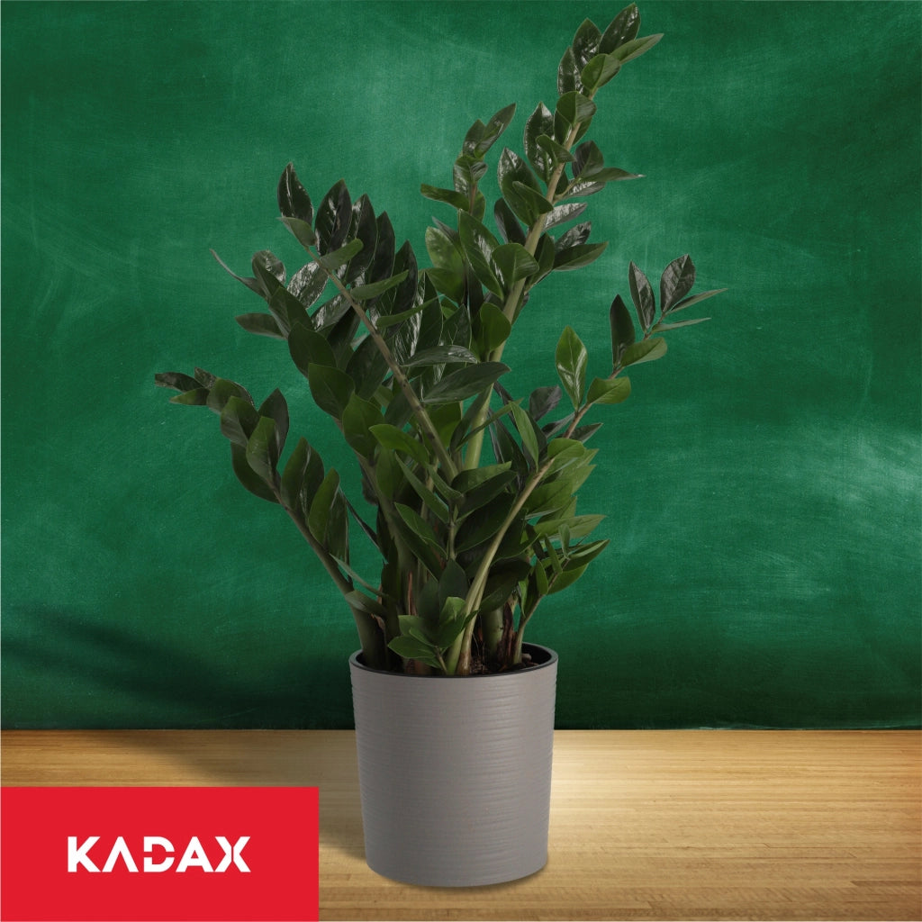 Vaso da fiori KADAX, supporto per fiori, 30 cm, grigio, per soggiorno + inserto