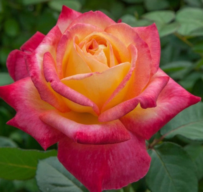 Rosa Oriental PEACE ® Baipeace