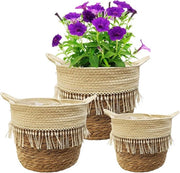 Pannelli per piante - Decorativi e funzionali - 3 pezzi - Cuscino di alghe marina