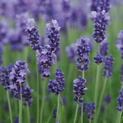 Lavandula angustifolia in vaso 18 – lavanda officinale profumata