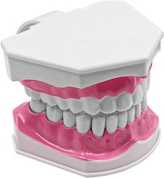 Model dentale per educazione e studio con denti grandi