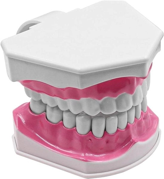 Model dentale per educazione e studio con denti grandi