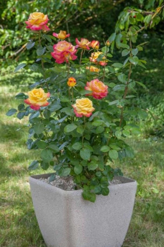 Rosa Oriental PEACE ® Baipeace