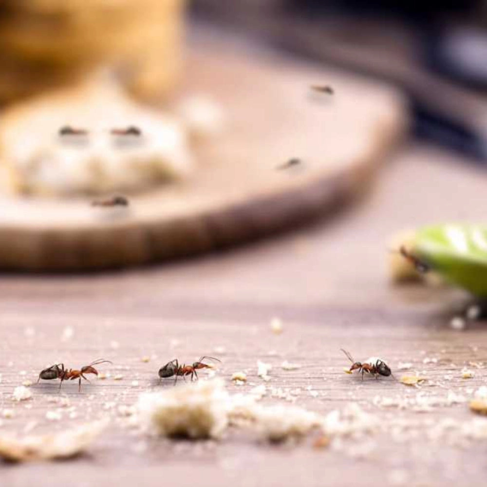 Microgranuli formiche insetti barriera protettiva interni esterni 250 gr ekostop