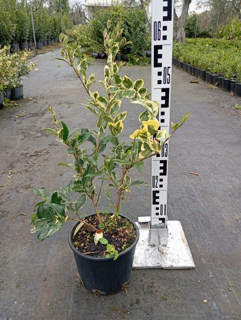 Ligustro Ligustrum Sinense Texanum Vaso 18 cm Sempreverde Variegato