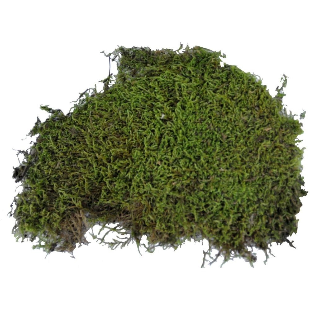 Lucky Reptile Vivarium Moss 150gr - muschio espandibile per terrari umidi