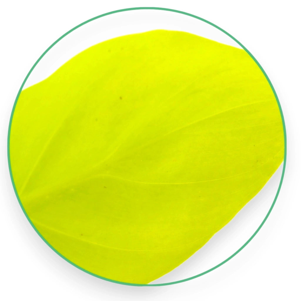 Gardenaria Philodendron micans 'Lime' - Pianta da interno ornamentale Altezza: 45 cm (vaso 15)