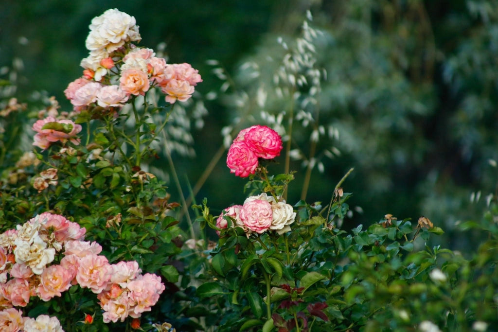 ROSA M. CANTATORE VASO 24