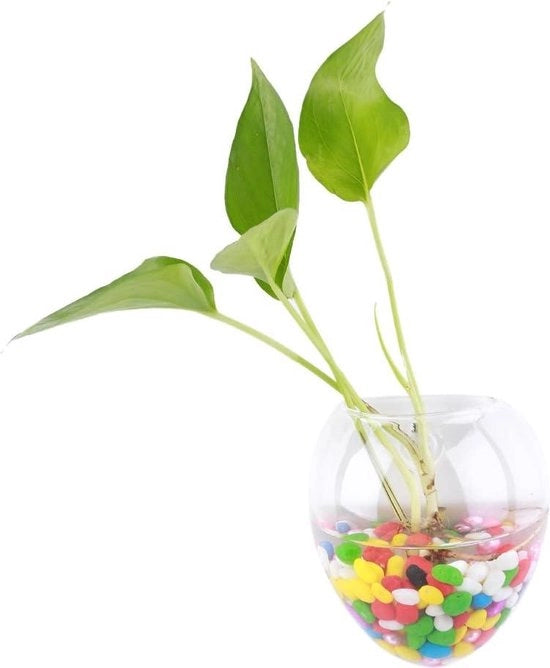 Sostegni in vetro per hydrocultura - terrarium aerei e vasche per piante acquatiche - decorazione per parete (6 pezzi)