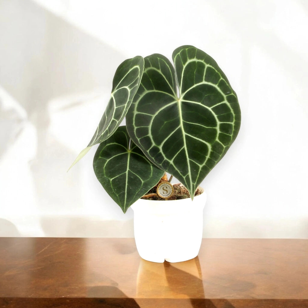 Gardenaria Anthurium clarinervium - Pianta da interno ornamentale Altezza: 30 cm (vaso 12)