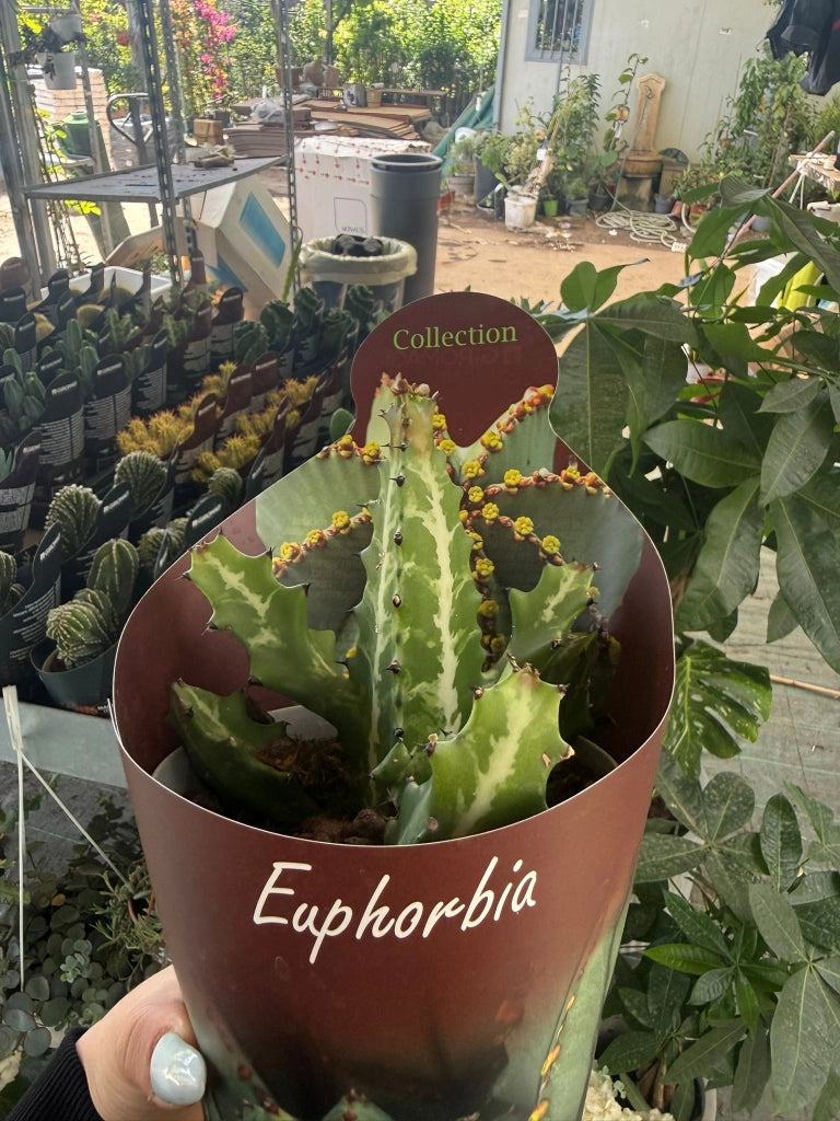 Euphorbia lactea vaso 14 cm – Pianta succulenta