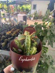 Euphorbia lactea vaso 14 cm – Pianta succulenta