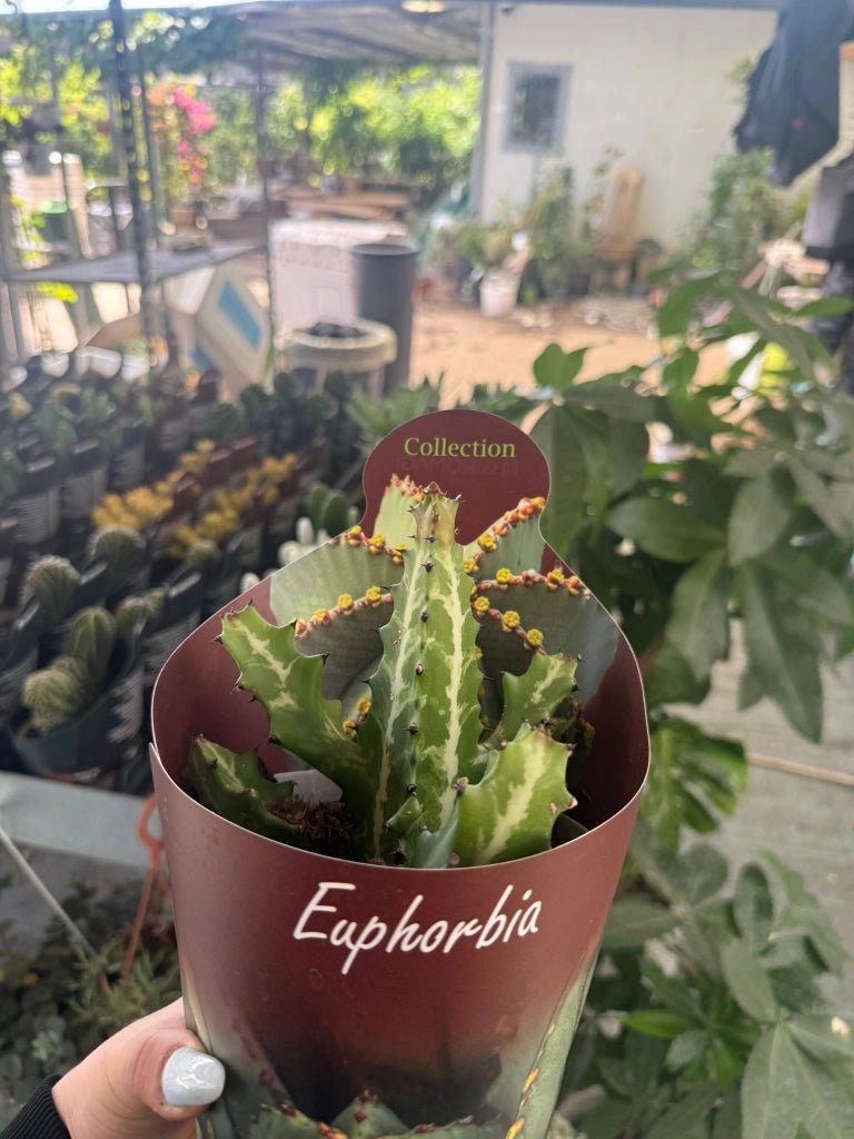 Euphorbia lactea vaso 14 cm – Pianta succulenta