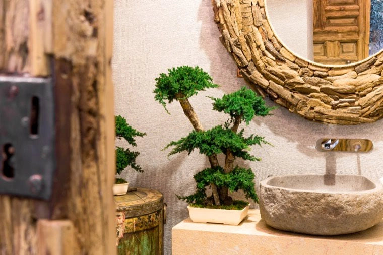 Pianta di Bonsai Ginepro stabilizzato  h 50 cm