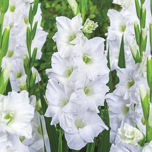Bulbi di Gladiolo White Prosperity Bianco 12/14