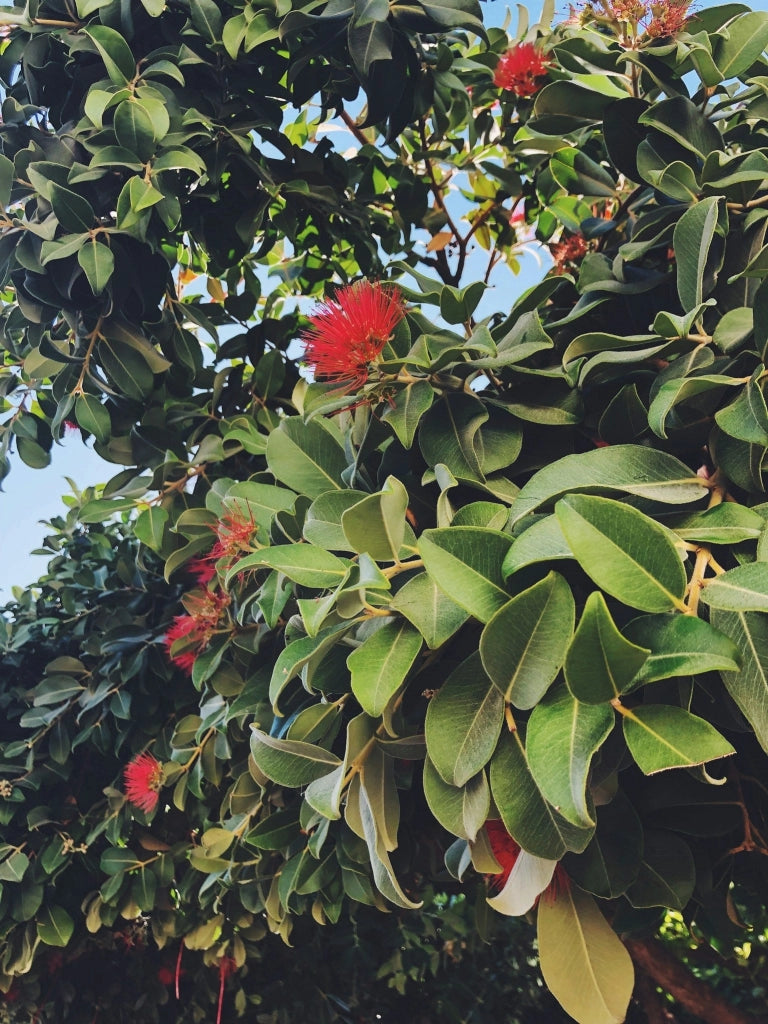 METROSIDEROS EXCELSA (ALBERO DI NATALE NEOZELANDESE) VASO 55