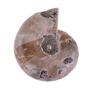 Specimen di Ammonite da Madagascar - Fossili e Minerali - Diametro 4cm