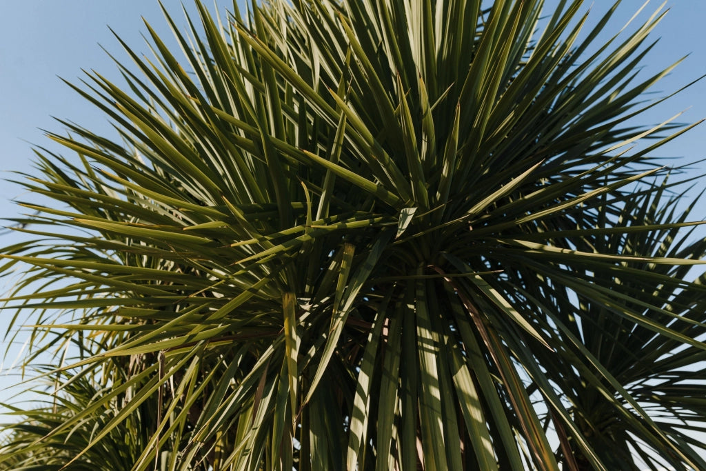 YUCCA GLORIOSA VARIEGATA VASO 24