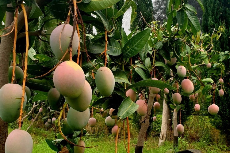 Pianta di Mango Lemon Zest – Varietà Tropicale dal Sapore Agrumato