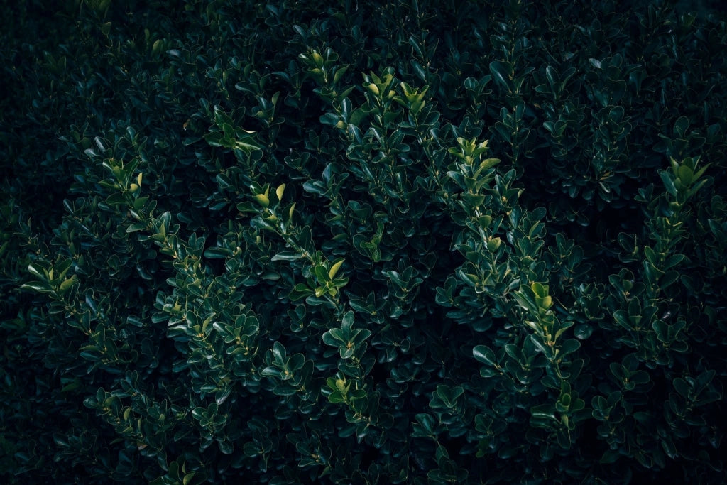 EUONYMUS BRAVO COMPACTA (EVONIMO) VASO 18