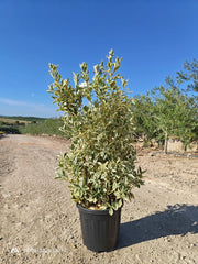 Evonimo Japonicus Bravo Cespuglio 30 cm Pianta da Siepe Variegata