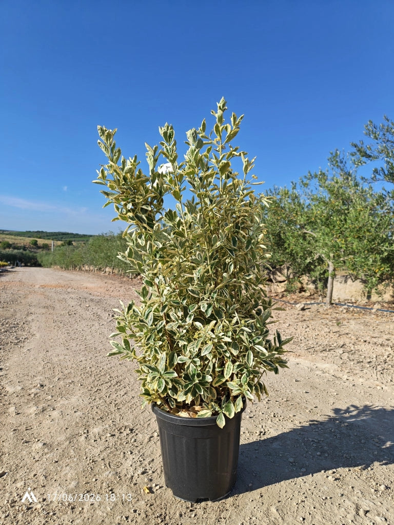 Evonimo Japonicus Bravo Cespuglio 30 cm Pianta da Siepe Variegata