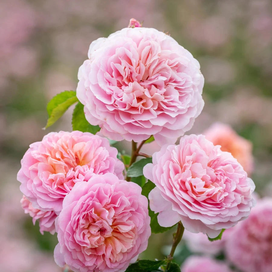 Gardenaria Rosa 'Eustacia Vye' - Rosa da giardino Altezza: 40/50 cm (vaso20)