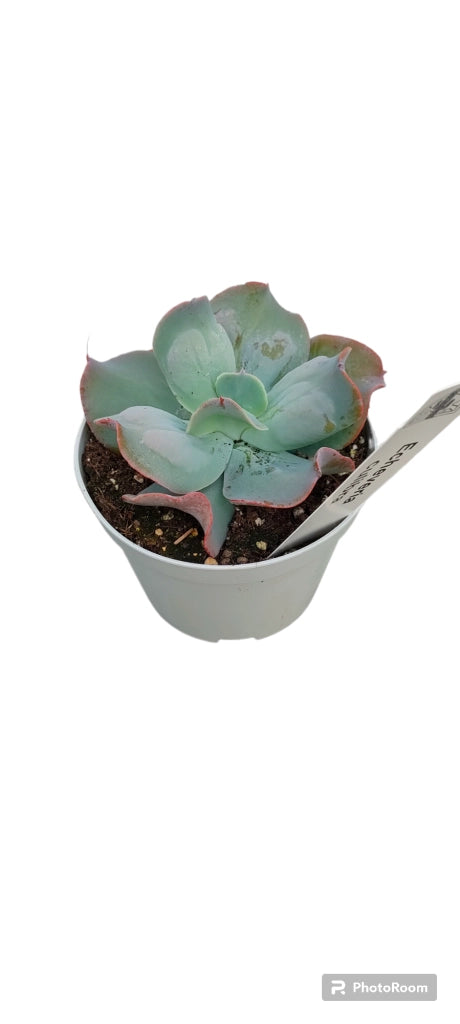 Pianta Echeveria culibra, foto reali