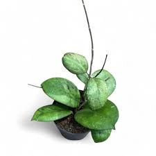 Hoya Overing Joy Pianta Tropicale Rara da Collezione Vaso 12 cm
