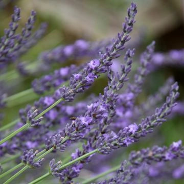 Lavandula pinnata in vaso 24 – lavanda ornamentale profumata
